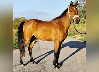 Asil Arabian, Mare, 4 years, Brown