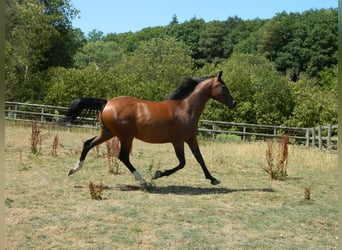 Asil Arabian, Mare, 6 years, 14.1 hh, Brown