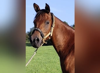 Asil Arabian, Mare, 7 years, 14.3 hh, Brown