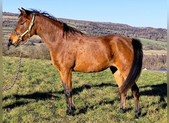 Asil Arabian, Mare, 8 years, Brown