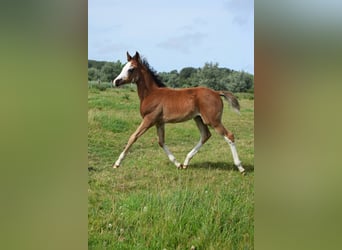 Asil Araber, Stute, Fohlen (04/2024), 15,1 hh, Rotbrauner