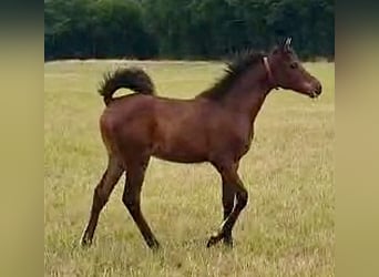 Asil Arabian, Mare, Foal (03/2025), Brown-Light