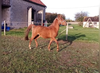 Asil Arabian, Stallion, 10 years, 14 hh, Chestnut-Red