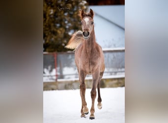 Asil Arabian, Stallion, 1 year, 14.3 hh, Gray