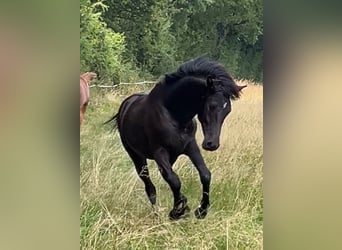 Asil Arabian, Stallion, 1 year, 14,1 hh, Black