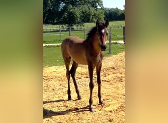 Asil Arabian, Stallion, 1 year, Brown