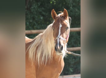Asil Arabian, Stallion, 2 years, 14.1 hh, Chestnut