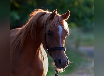 Asil Arabian, Stallion, 2 years, 14.2 hh, Chestnut-Red