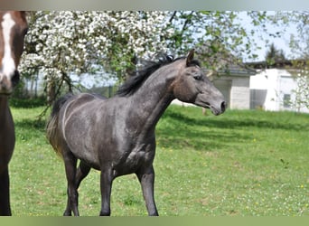 Asil Arabian, Stallion, 2 years, 14.3 hh, Gray-Red-Tan