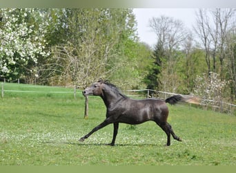 Asil Arabian, Stallion, 2 years, 14.3 hh, Gray-Red-Tan