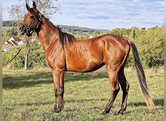 Asil Arabian, Stallion, 3 years, 14.2 hh, Bay-Dark