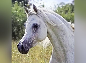 Asil Arabian, Stallion, 4 years, 15.1 hh, Grey