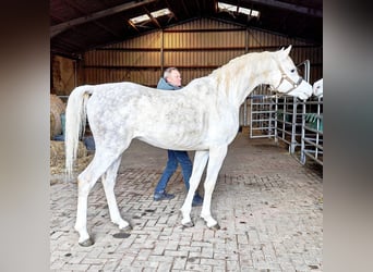 Asil Arabian, Stallion, 5 years, 15.1 hh, Grey