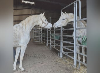 Asil Arabian, Stallion, 5 years, 15.1 hh, Grey