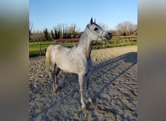 Asil Arabian, Stallion, 7 years, 14.3 hh, Grey