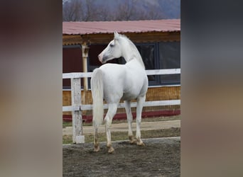 Asil Arabian, Stallion, 7 years, 16 hh, White