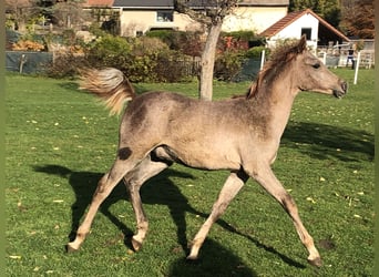 Asil Arabian, Stallion, Foal (05/2023), 14.3 hh, Gray