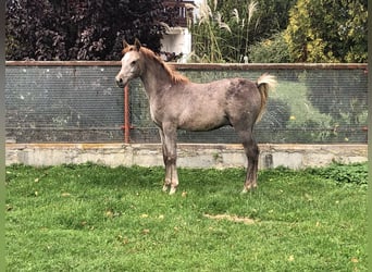 Asil Arabian, Stallion, Foal (05/2023), 14.3 hh, Gray