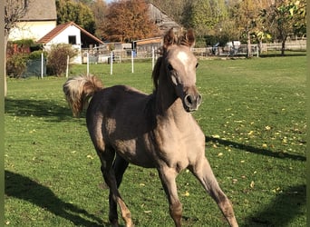 Asil Arabian, Stallion, Foal (05/2023), 14.3 hh, Gray