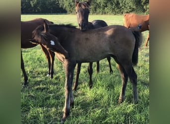 Asil Arabian, Stallion, Foal (05/2025), Brown