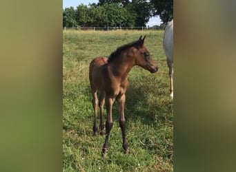Asil Arabian, Stallion, , Brown