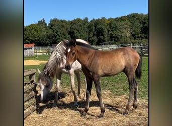 Asil Arabian, Stallion, Foal (05/2025), Brown