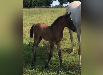 Asil Arabian, Stallion, , Brown