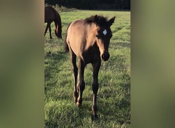Asil Arabier, Hengst, 1 Jaar, Bruin