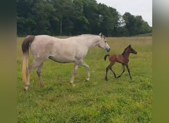 Asil Arabier, Hengst, 1 Jaar, Bruin