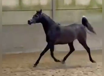 Asil Arabier, Hengst, 4 Jaar, 154 cm, Schimmel