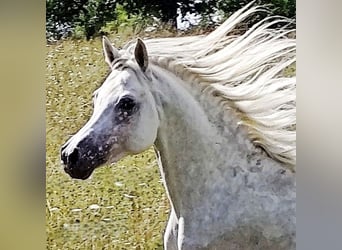 Asil Arabier, Hengst, 4 Jaar, 155 cm, Schimmel