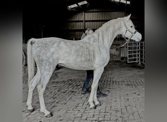 Asil Arabier, Hengst, 4 Jaar, 155 cm, Schimmel