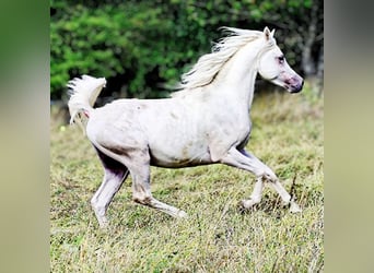 Asil Arabier, Hengst, 4 Jaar, 155 cm, Schimmel