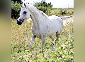 Asil Arabier, Hengst, 4 Jaar, 155 cm, Schimmel