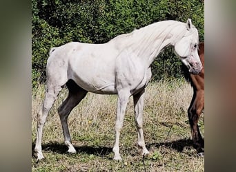 Asil Arabier, Hengst, 4 Jaar, 155 cm, Schimmel