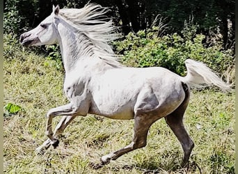 Asil Arabier, Hengst, 4 Jaar, 155 cm, Schimmel