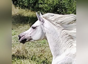 Asil Arabier, Hengst, 4 Jaar, 155 cm, Schimmel