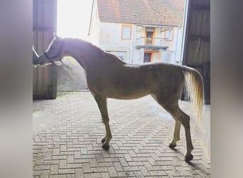 Asil Arabier, Hengst, 5 Jaar, 155 cm, Schimmel