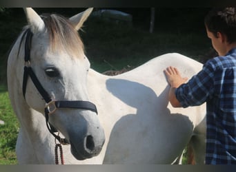 Asil Arabier, Merrie, 10 Jaar, 153 cm, Schimmel