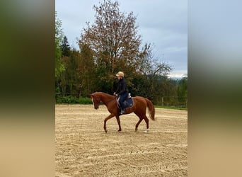 Asil Arabier, Merrie, 12 Jaar, 150 cm, Vos