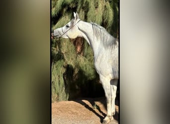 Asil Arabier, Merrie, 2 Jaar