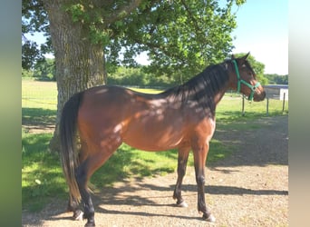 Asil Arabier, Merrie, 3 Jaar, 155 cm, Donkerbruin