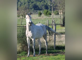 Asil Arabier, Merrie, 5 Jaar, 152 cm, Schimmel