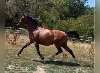 Asil Arabier, Merrie, 6 Jaar, 147 cm, Bruin