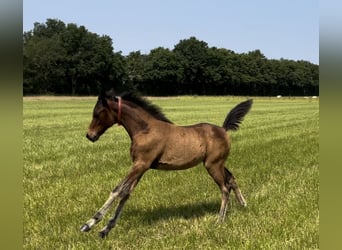 Asil Arabier, Merrie, Veulen (03/2025), Lichtbruin