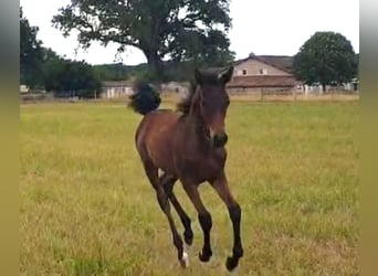 Asil Arabier, Merrie, Veulen (03/2025), Lichtbruin