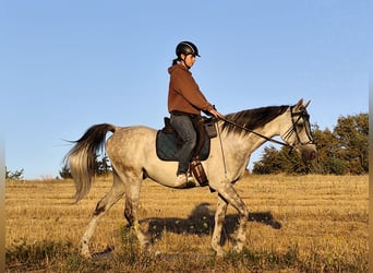 Asil Arabier, Ruin, 10 Jaar, 154 cm, Schimmel