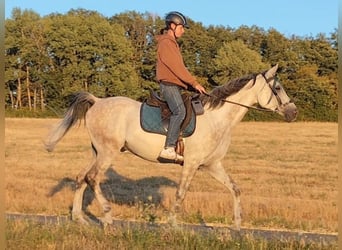 Asil Arabier, Ruin, 10 Jaar, 154 cm, Schimmel