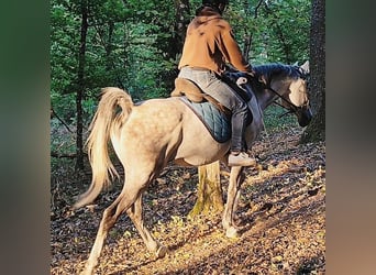 Asil Arabier, Ruin, 10 Jaar, 154 cm, Schimmel