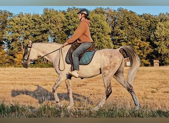 Asil Arabier, Ruin, 10 Jaar, 154 cm, Schimmel